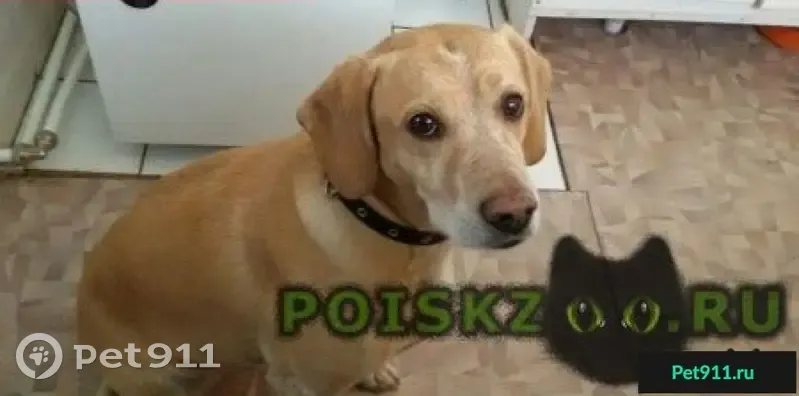 Пропала собака в пос. Шимск, помогите найти! | Pet911.ru