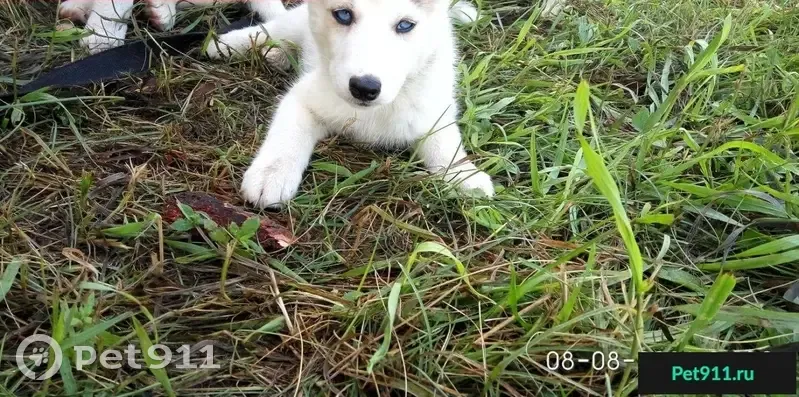 Пропала собака в поселке Водники, г. Красноярск | Pet911.ru