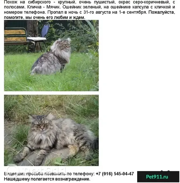 Пропала кошка Мячик, вознаграждение. | Pet911.ru