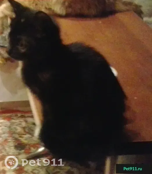 Пропала кошка на ул. Романенко-Ильменская, Бишкек - photo