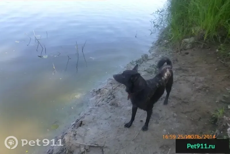 Пропала черная собака в кожаном ошейнике в районе Южного РТС, Смоленск. |  Pet911.ru