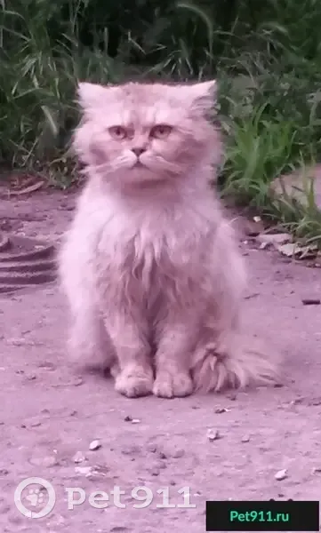 Найдена бывшедомашняя кошка в Республике Коми - photo