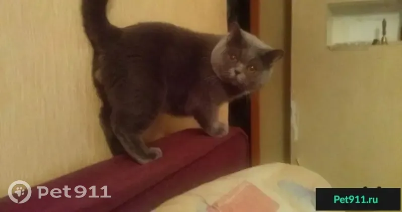 Пропал кот Толик возле 15-й школы в Латвии - photo