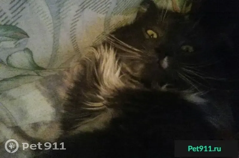 Пропала кошка на ул. Дворникова 24, кличка Амур (Сельмаш, Гомель) - photo