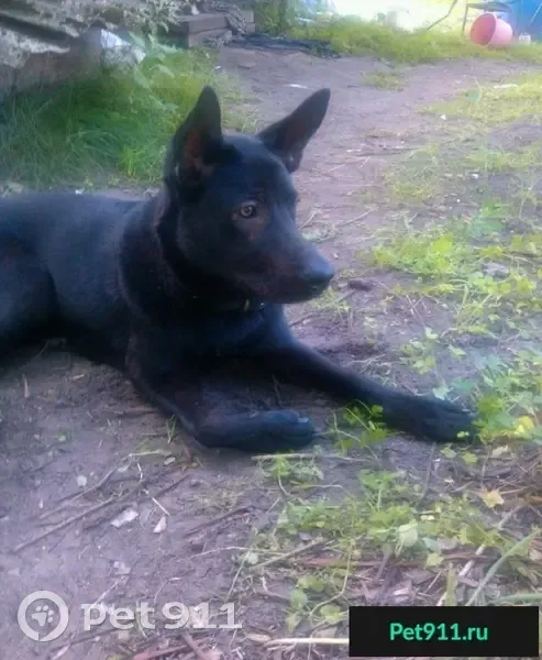 Пропала собака в Гомеле на фестивале Беларусь - photo