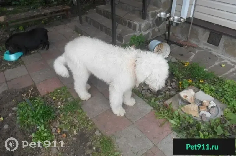 Пропала собака в Щелковском районе, вознаграждение. - photo