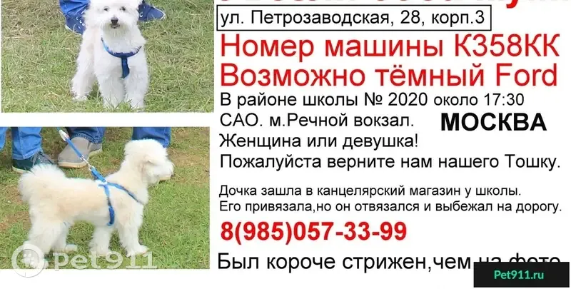 Пропала собака в Ховрино, метис болонки и шпица, номер авто К358КК. |  Pet911.ru