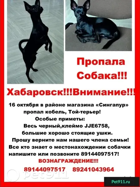 Пропала собака в Хабаровске, вознаграждение гарантировано! | Pet911.ru