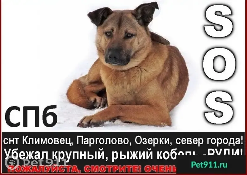 Пропала собака РУДИ! СПб, СНТ Климовец, Парголово, Озерки, север города! |  Pet911.ru