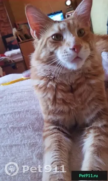 Пропала кошка на Бульваре строителей и Каштановой (район Катюши) - photo