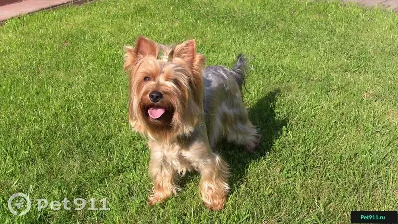 Пропала собака в Екатеринбурге: йоркширский терьер, пос. 7 ключей. |  Pet911.ru