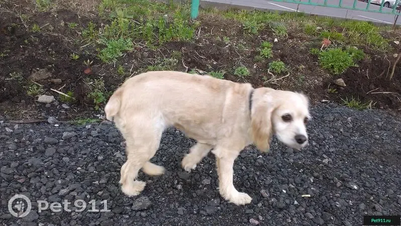 Пропала собака возле дома на ул. Новоселов 44 в Рязани | Pet911.ru