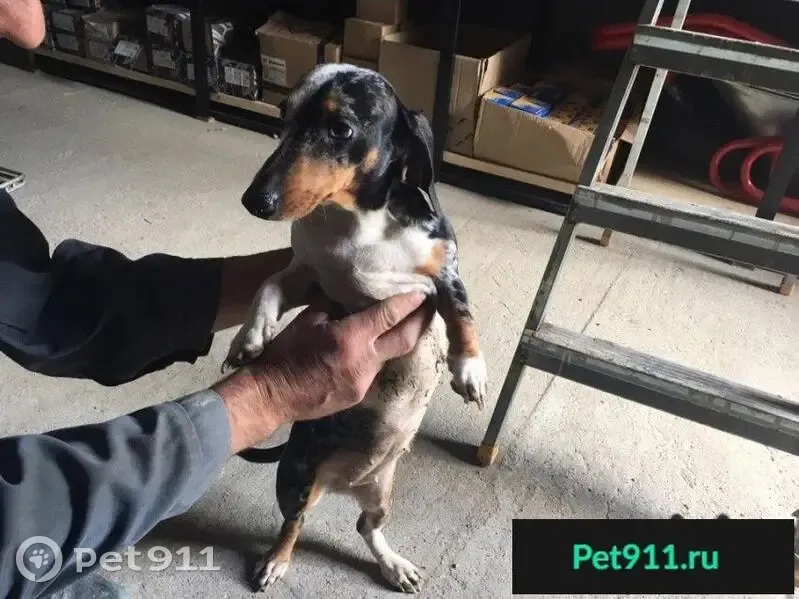 Найдена трехцветная такса в Уч-Аржи - photo