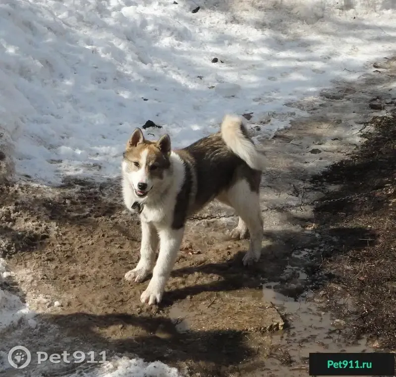 Пропала собака в Саратовской обл., с. Топовка - photo