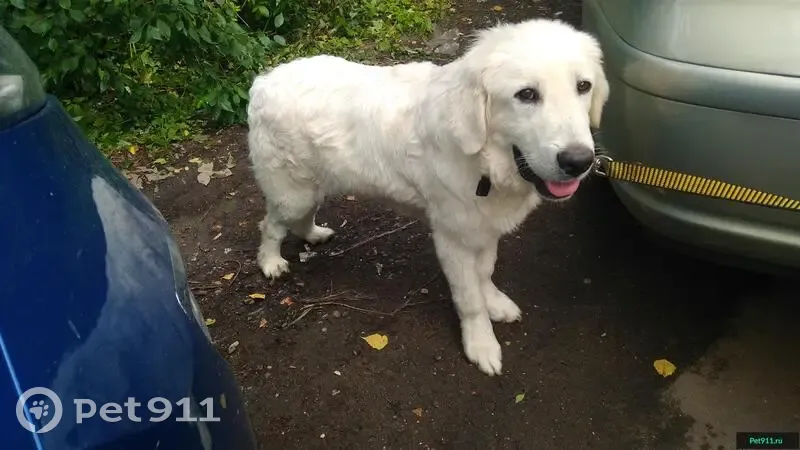 Найдена белая Польская овчарка в Тарасовке, Московская область. | Pet911.ru