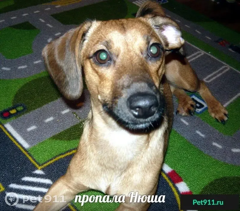 Пропала собака в селе Глоднево, Брасовский район, Брянская область |  Pet911.ru