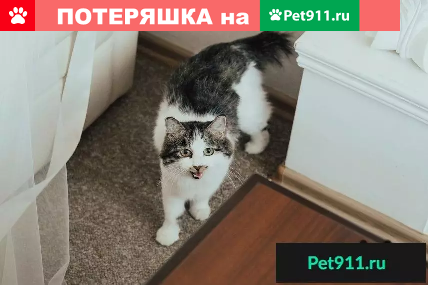 Пропала кошка Мурка на Тайване, вознаграждение за информацию. | Pet911.ru