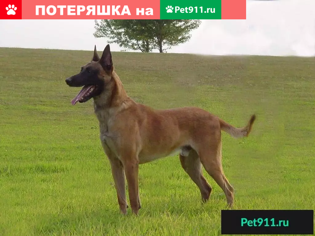 Пропала собака Макс возле ресторана Ишак, Одинцово. | Pet911.ru