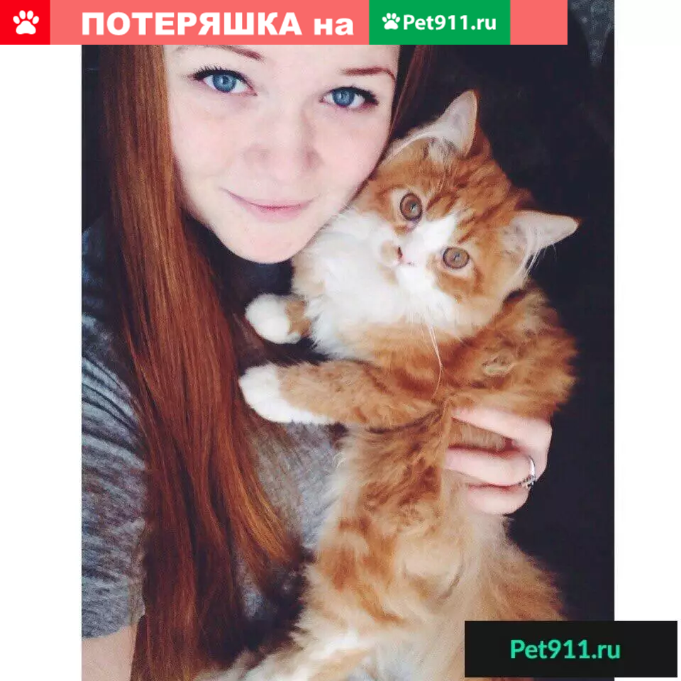 Пропала кошка в поселке Новый Учхоз, Ленинградская область | Pet911.ru