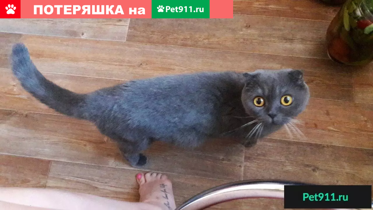 Пропала кошка в поселке Барсуки, Тульская область | Pet911.ru