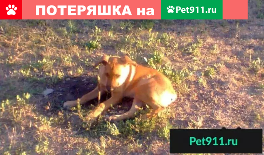 Найден палевый щенок на ул. Лисового - photo