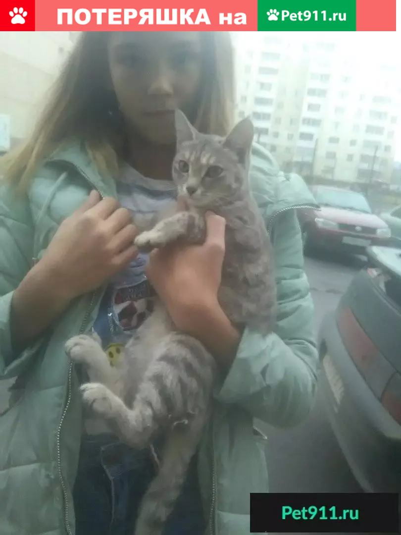 Найдена кошка: котёнок-девочка в 4 микр. у 37/2 дома | Pet911.ru