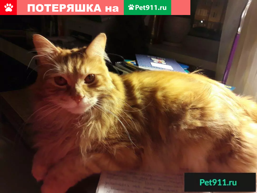 Пропала кошка в селе Зубово, Республика Башкортостан | Pet911.ru