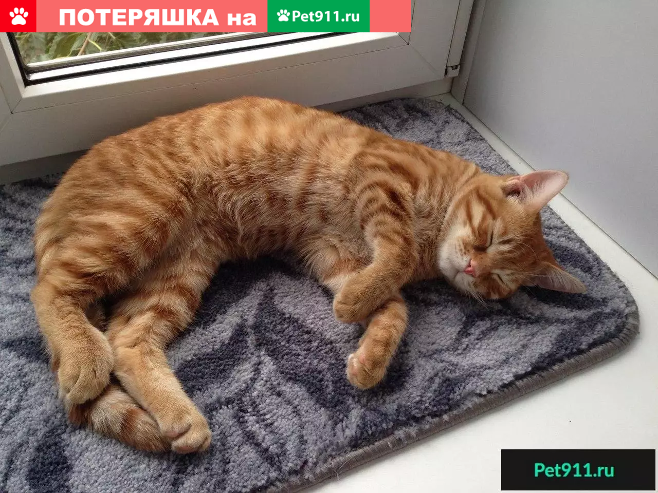 Найдена кошка в Астрахани, ищет дом! | Pet911.ru