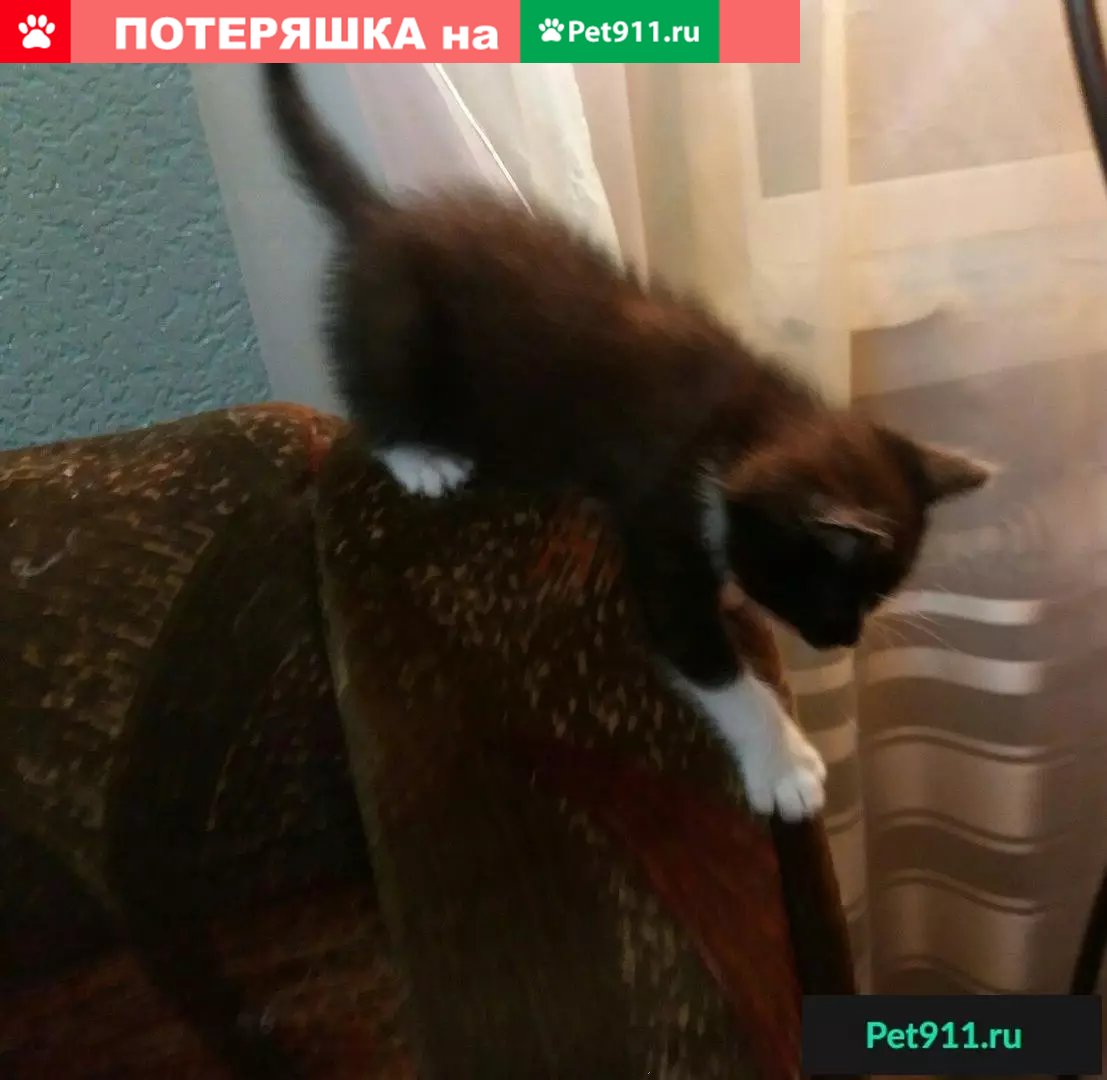 МАЛЫШ-КОТИК ИЩЕТ ДОМ! | Pet911.ru