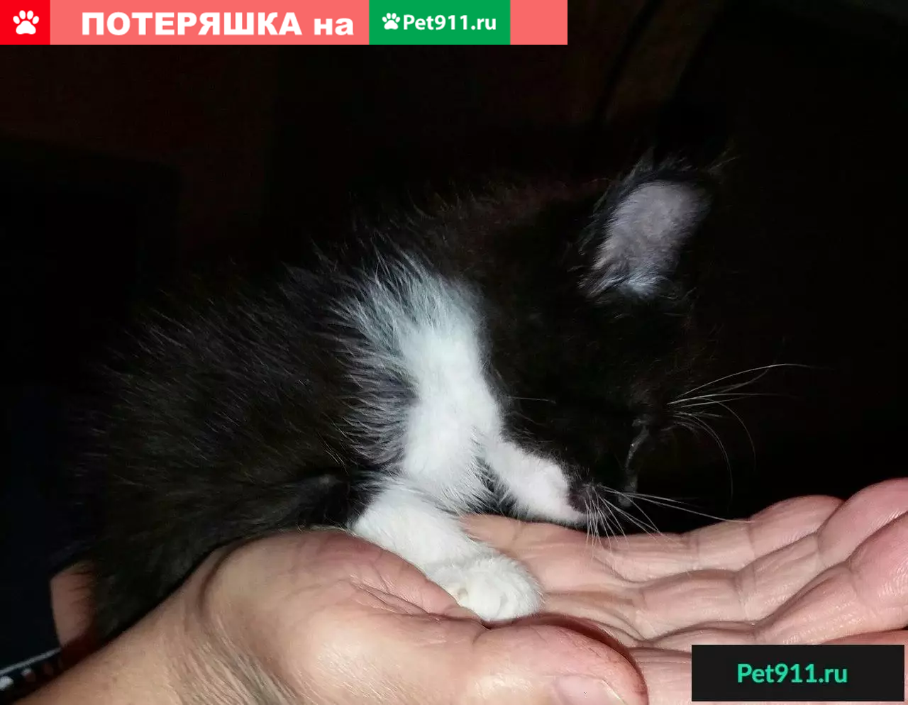 МАЛЫШ-КОТИК ИЩЕТ ДОМ! | Pet911.ru