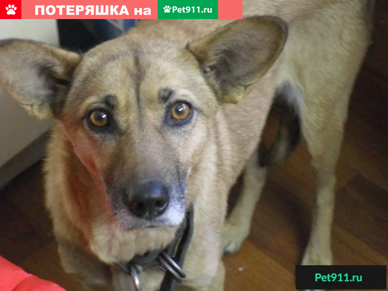 Собака Линда ищет дом в Новокузнецке | Pet911.ru