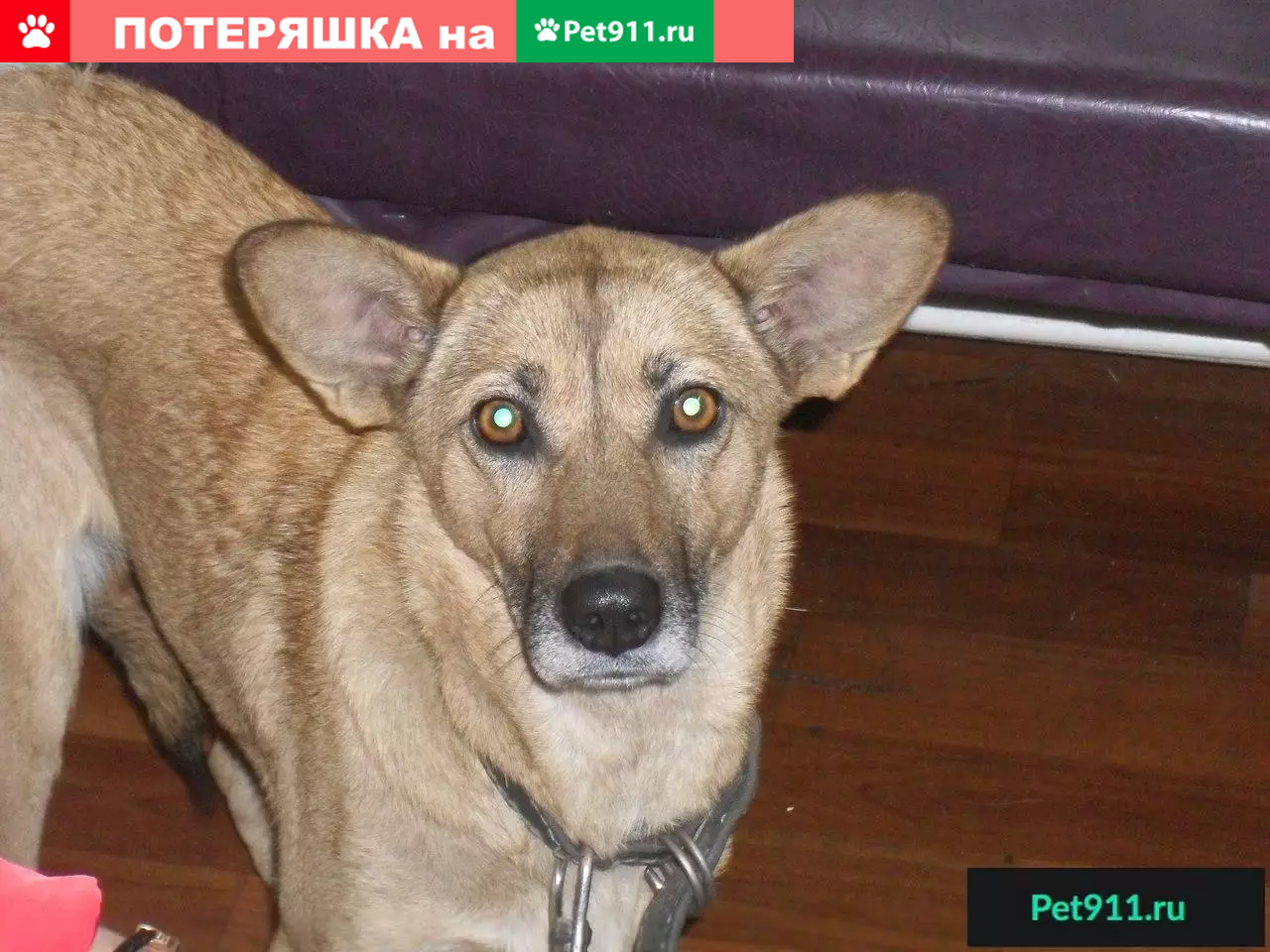 Собака Линда ищет дом в Новокузнецке | Pet911.ru