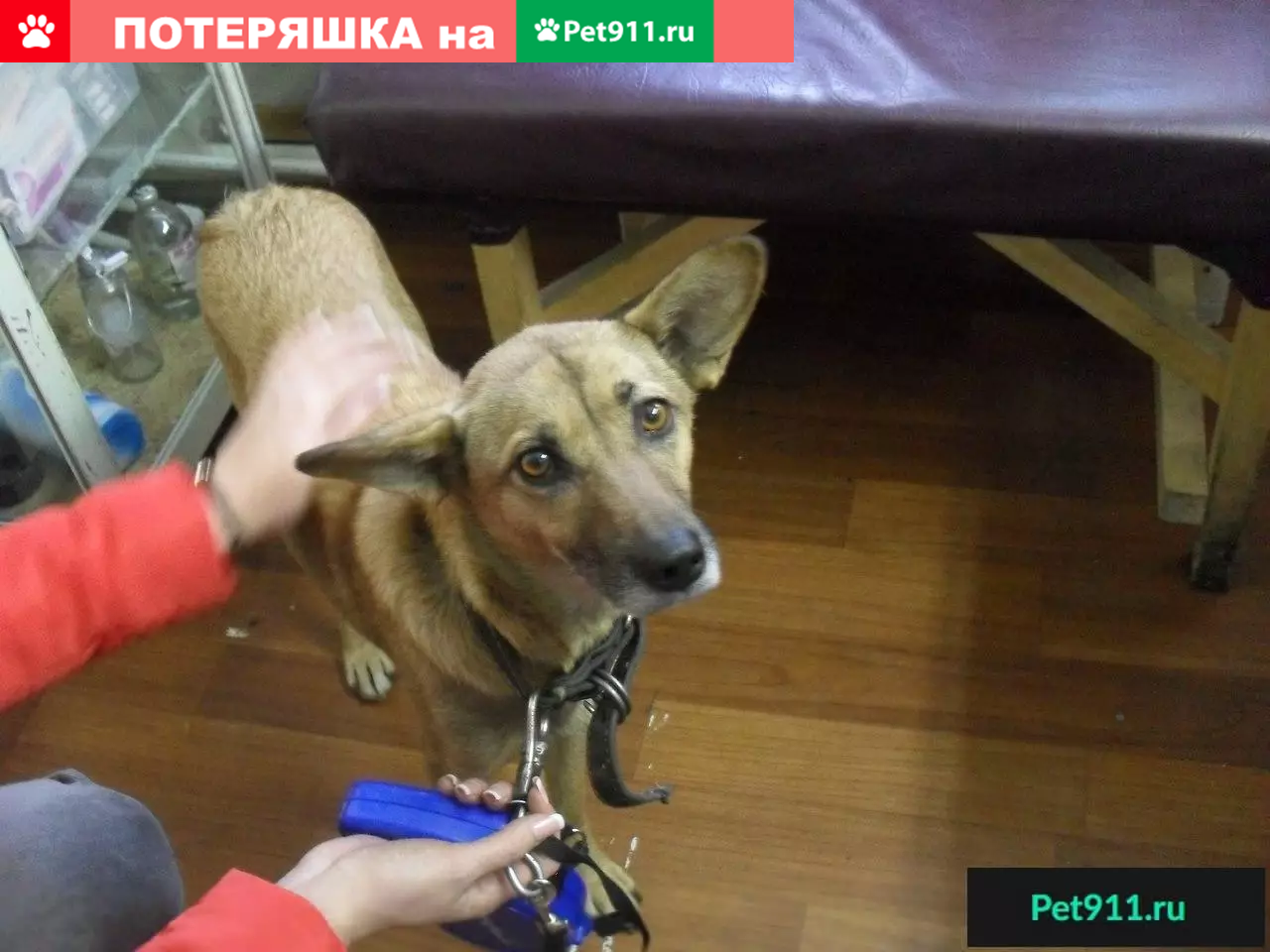 Собака Линда ищет дом в Новокузнецке | Pet911.ru