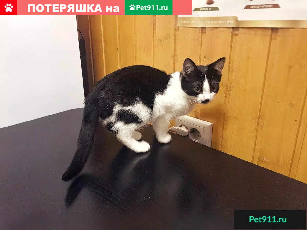 Ищем дом для котенка Чуви в Москве, Зеленограде. | Pet911.ru