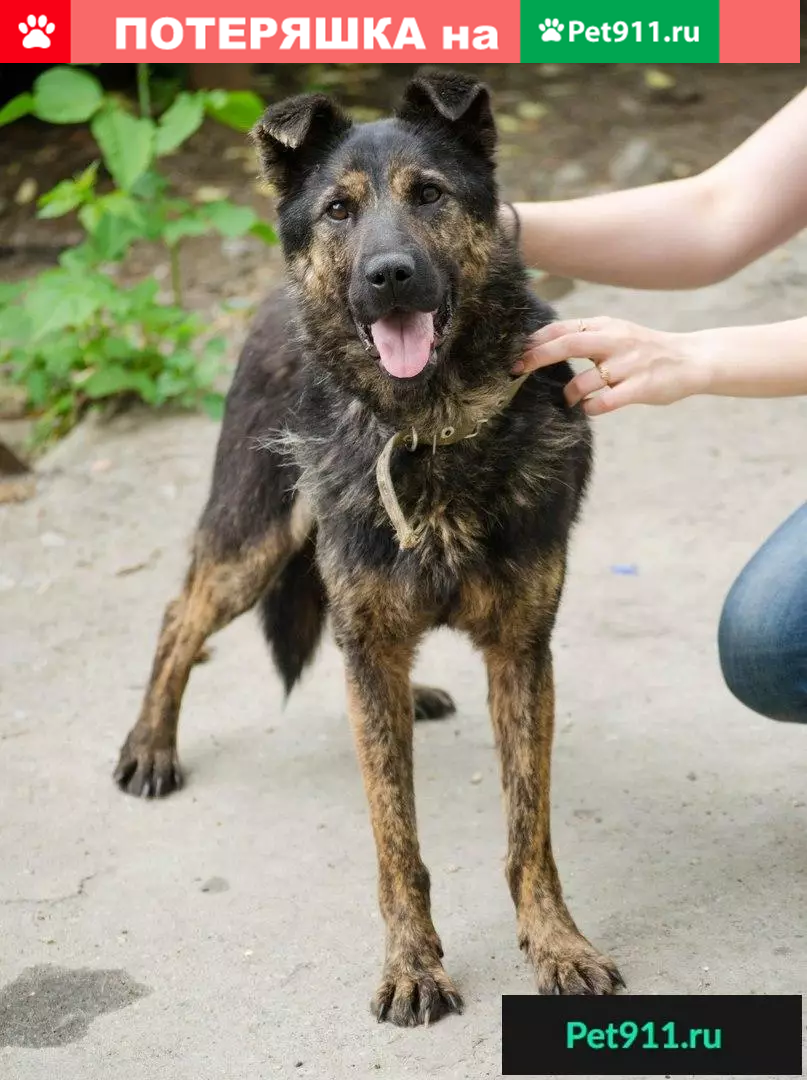 Найдена собака Фосса ищет дом! | Pet911.ru