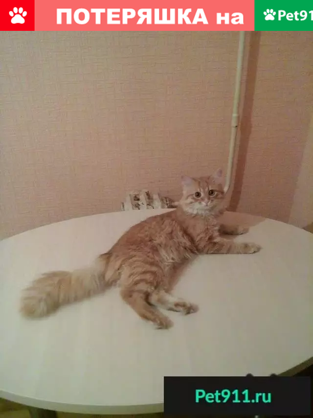 Пропал рыжий кот на ул. Крапоткина в Советском районе, Гомель. - photo