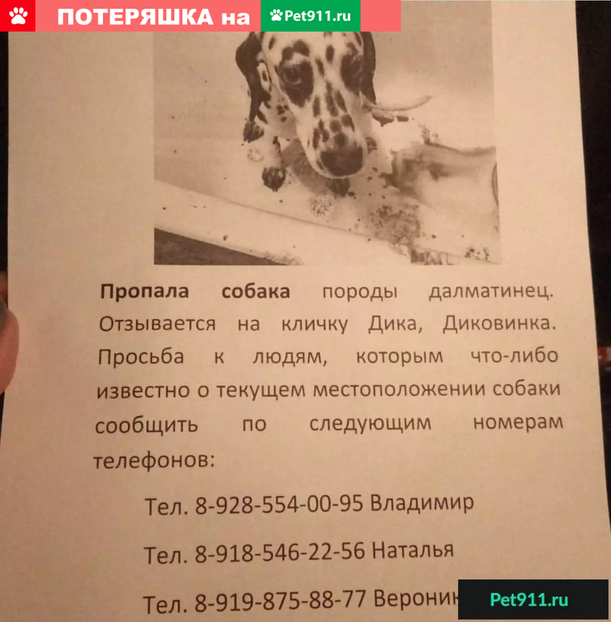 Пропал далматинец возле дома 53 на 2-й Краснодарской, найден возле Магнита  | Pet911.ru