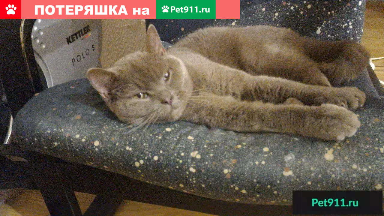 Найден кот породы Скоттиш стрейт в Ставрополе на улице Ленина, 397/2 |  Pet911.ru