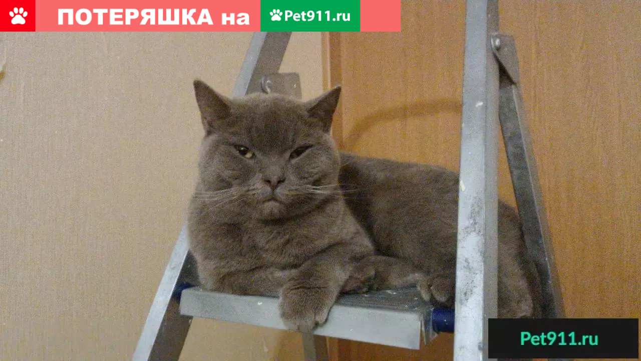 Найден кот породы Скоттиш стрейт в Ставрополе на улице Ленина, 397/2 |  Pet911.ru