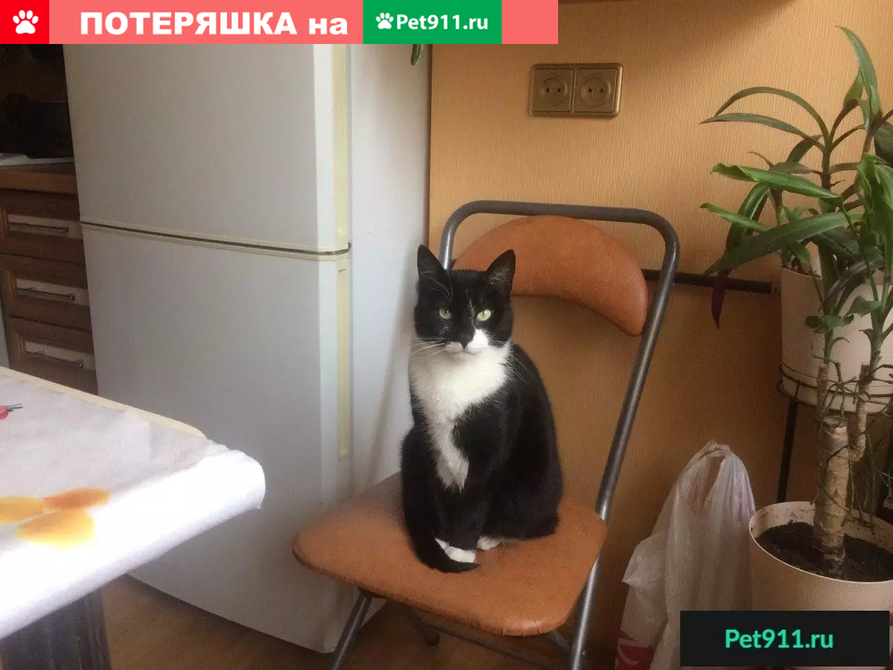 Пропал кот Василий на ул. Солдата Корзуна, д. 52 | Pet911.ru