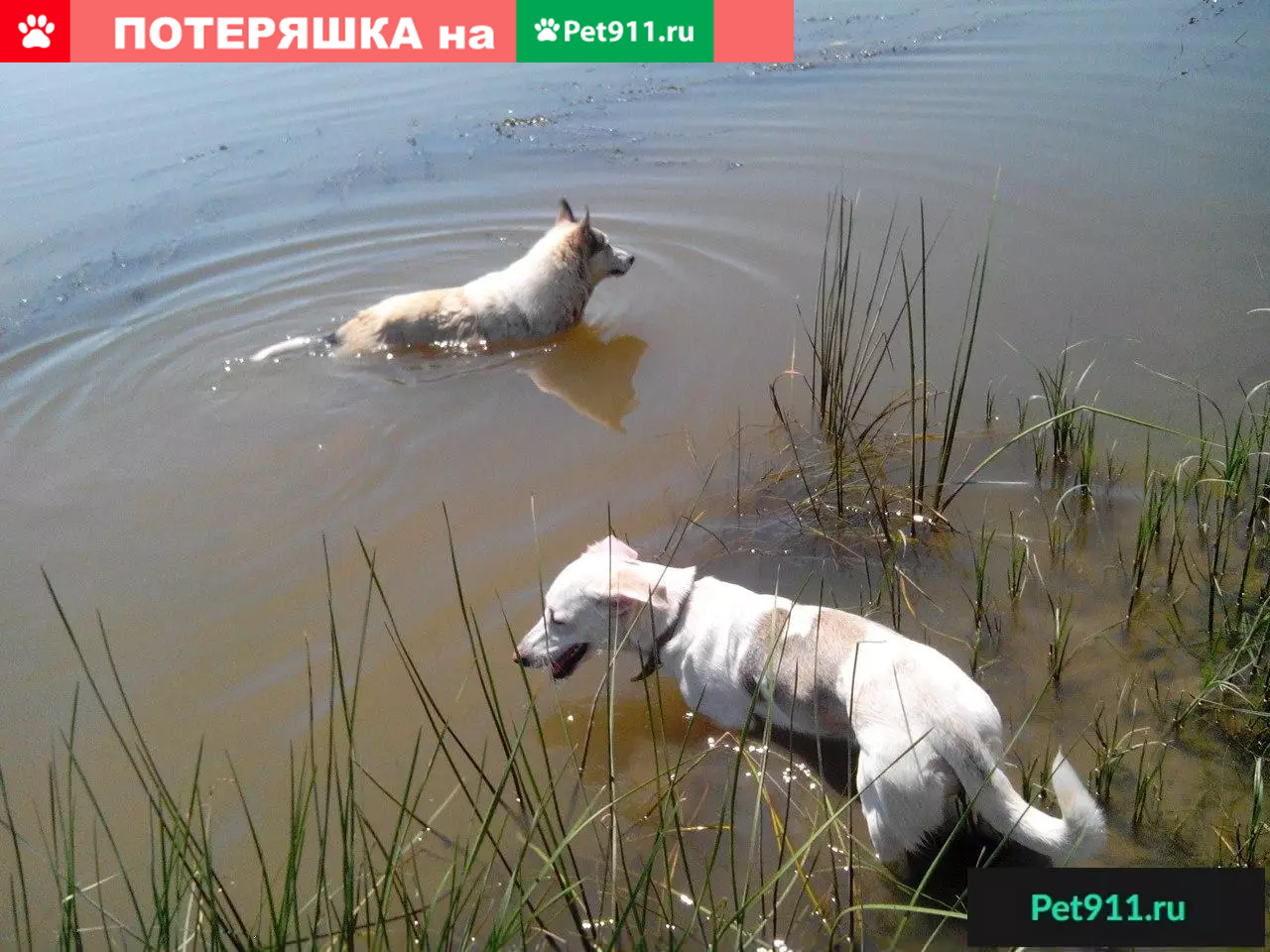 Пропала собака в селе Началово, Астраханская область | Pet911.ru