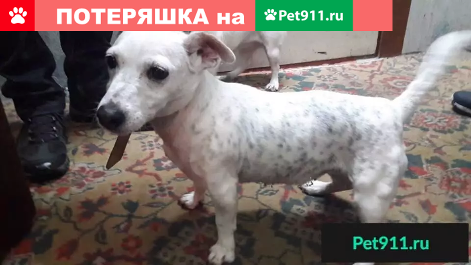 Пропала собака в пос. Росляково, Мурманская область - photo
