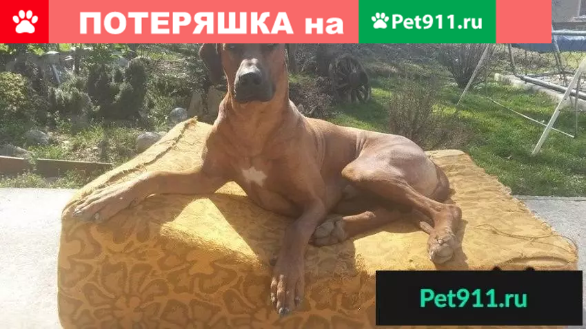 Пропал родезийский риджбек в Хорватии - photo