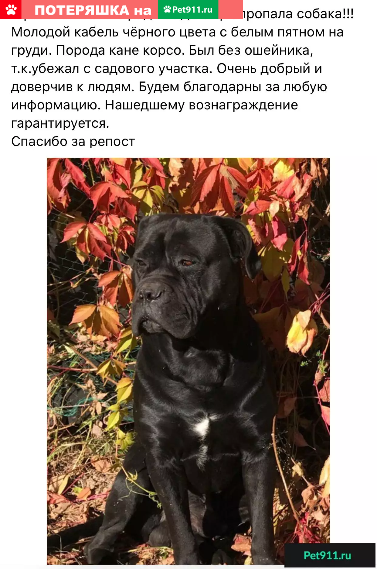 Пропала собака Вальтер в деревне Супонево, Московская область - photo