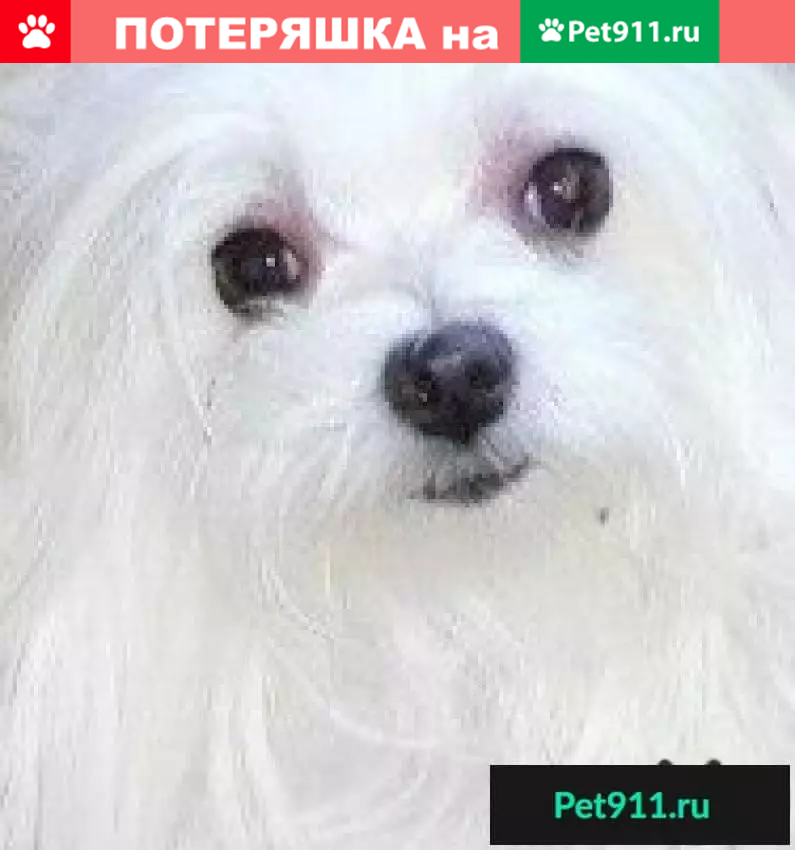 Пропала белая собачка в Сорвижах, возраст 12 лет - photo