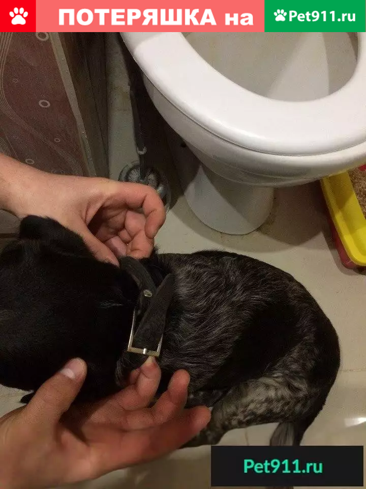 Найдена собака на ул. Дьяконова, Нижний Новгород - photo