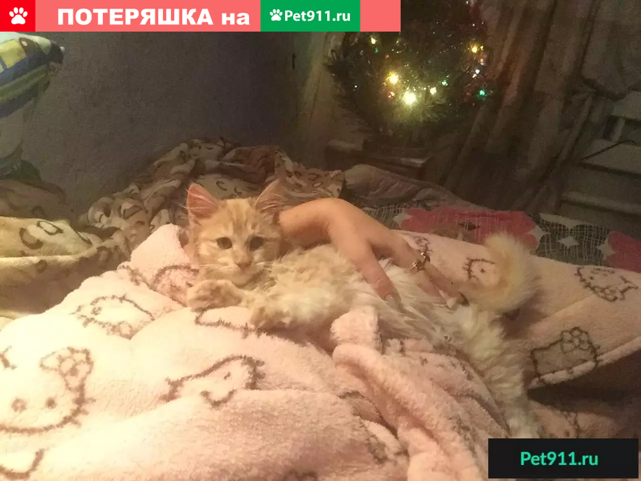 Пропала кошка по ул. Спортивной 279, нуждается в лечении. - photo