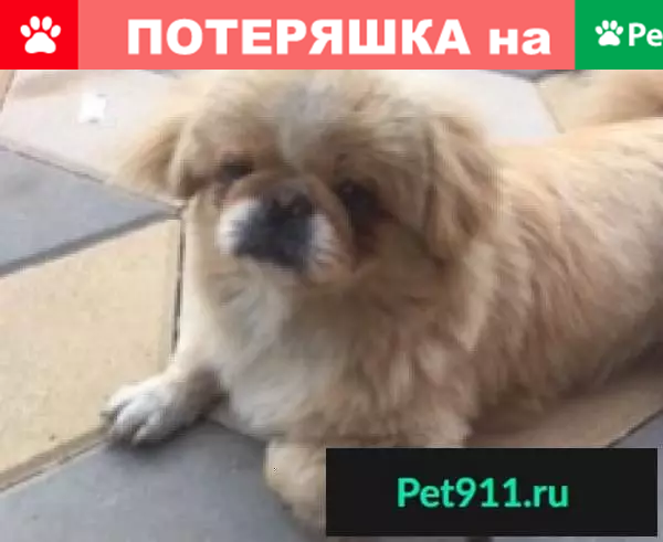 Пропала собака в Ростове-на-Дону - photo