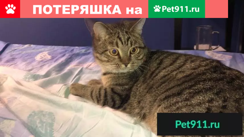 Пропала кошка в районе Юлдуса, вознаграждение гарантировано. - photo