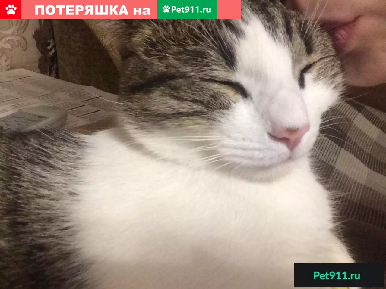 Пропал кот Пуша, ул. Погодина, Ростов-на-Дону | Pet911.ru